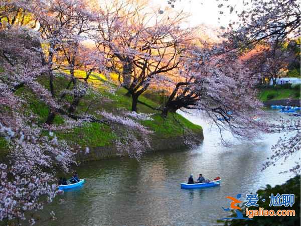 又到一年赏花时，东京赏樱名所大全？