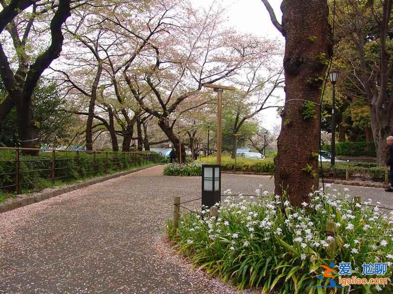 又到一年赏花时，东京赏樱名所大全？