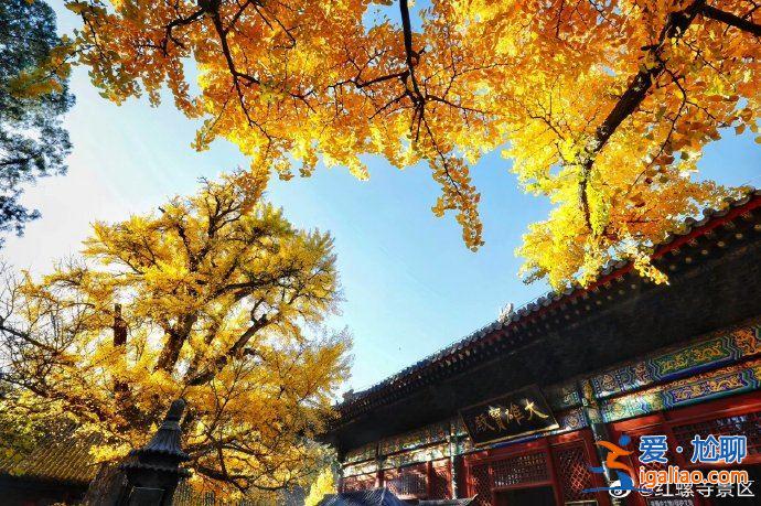 走进明星丨屈楚萧恋情带动红螺寺上热搜 官博调侃：风评被害