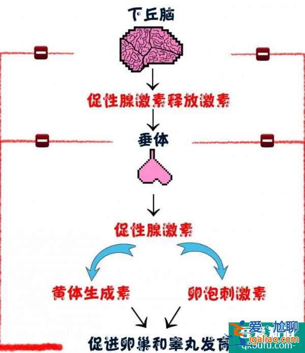 卵泡发育不良如何通过第三代试管婴儿助孕成功？