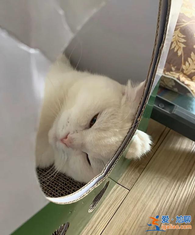 #一看就想笑的动物#主人回家看到猫在睡觉,定睛一看,猫竟多了一个“角” #一看就想笑的动物#主人回家看到猫在睡觉,定睛一看,猫竟多了一个“角”