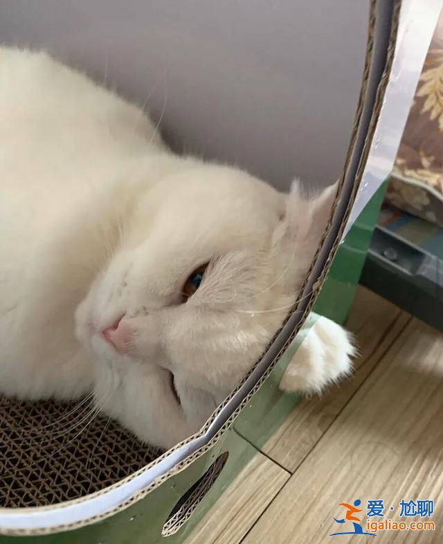 #一看就想笑的动物#主人回家看到猫在睡觉,定睛一看,猫竟多了一个“角” #一看就想笑的动物#主人回家看到猫在睡觉,定睛一看,猫竟多了一个“角”