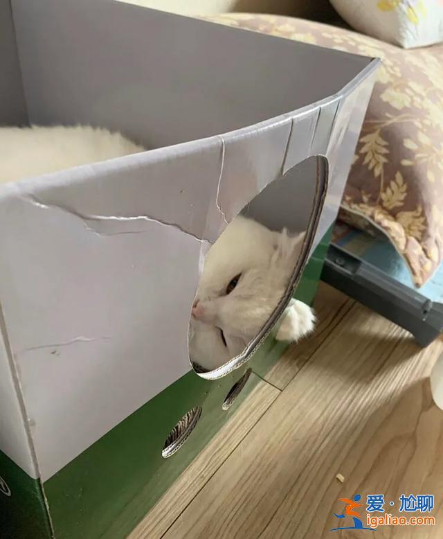 #一看就想笑的动物#主人回家看到猫在睡觉,定睛一看,猫竟多了一个“角” #一看就想笑的动物#主人回家看到猫在睡觉,定睛一看,猫竟多了一个“角”