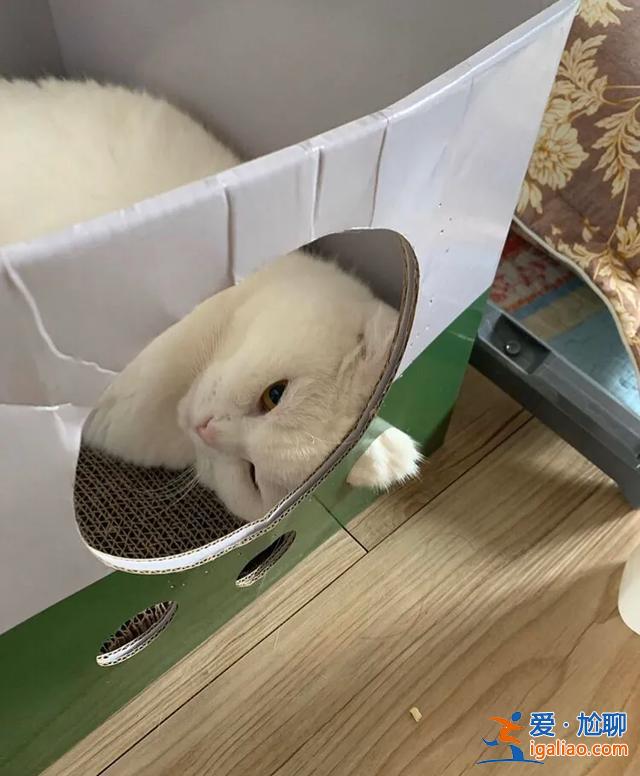 #一看就想笑的动物#主人回家看到猫在睡觉,定睛一看,猫竟多了一个“角” #一看就想笑的动物#主人回家看到猫在睡觉,定睛一看,猫竟多了一个“角”