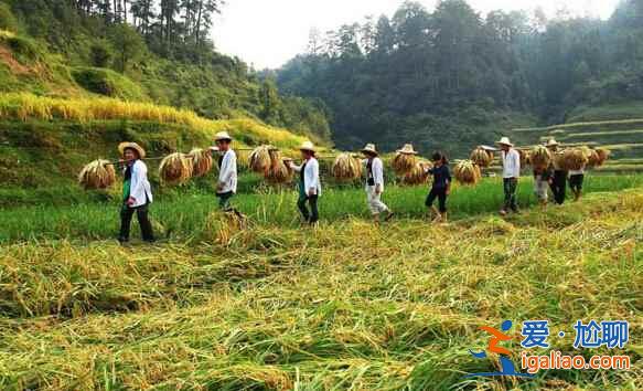 用草药平衡胎儿性别，贵州村寨700年来不外娶不外嫁？