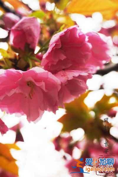 2017西安去哪赏樱花，2017西安樱花推荐地？
