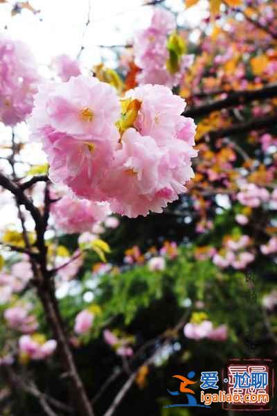 2017西安去哪赏樱花，2017西安樱花推荐地？