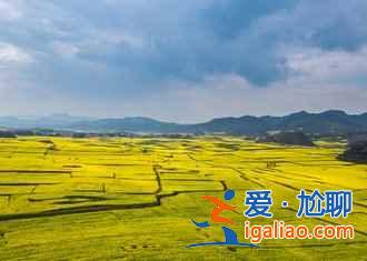 2018年第一批油菜花春节盛开,观赏指南在这里!? 2018年第一批油菜花春节盛开,观赏指南在这里!?