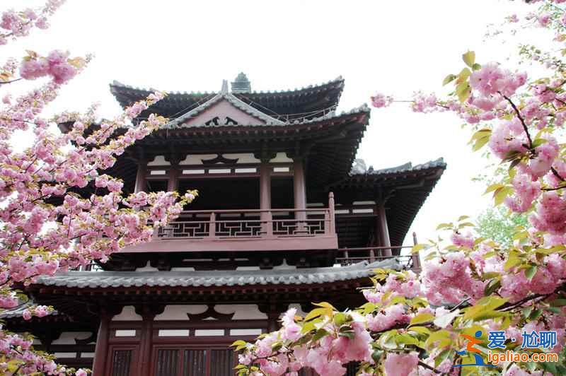 2017西安去哪赏樱花，2017西安樱花推荐地？