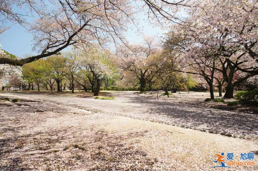 【东京哪里看樱花好】东京赏樱胜地，东京5大樱花观赏地推荐？