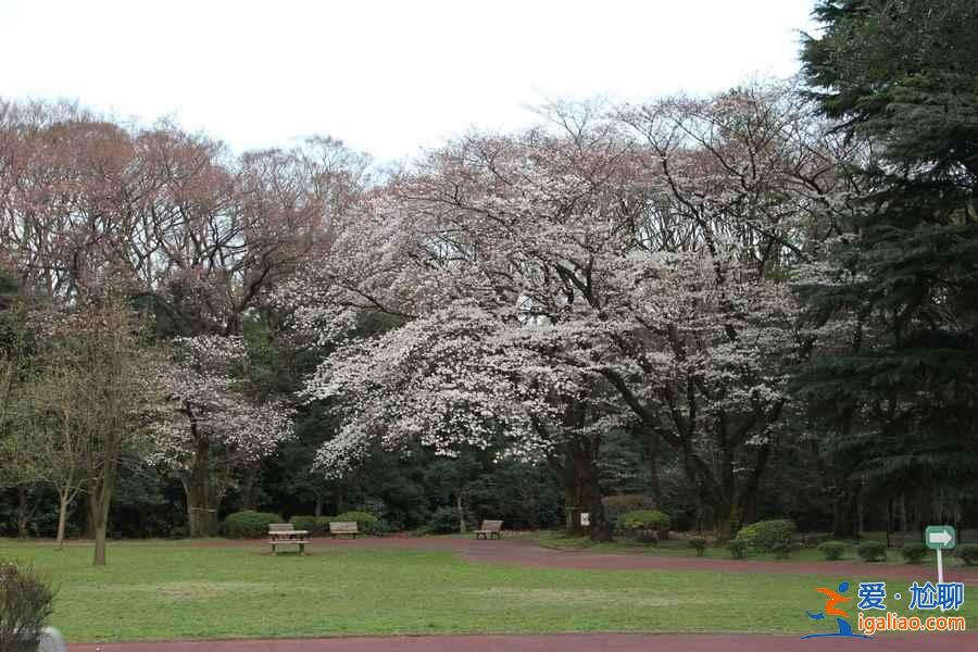 【东京哪里看樱花好】东京赏樱胜地，东京5大樱花观赏地推荐？