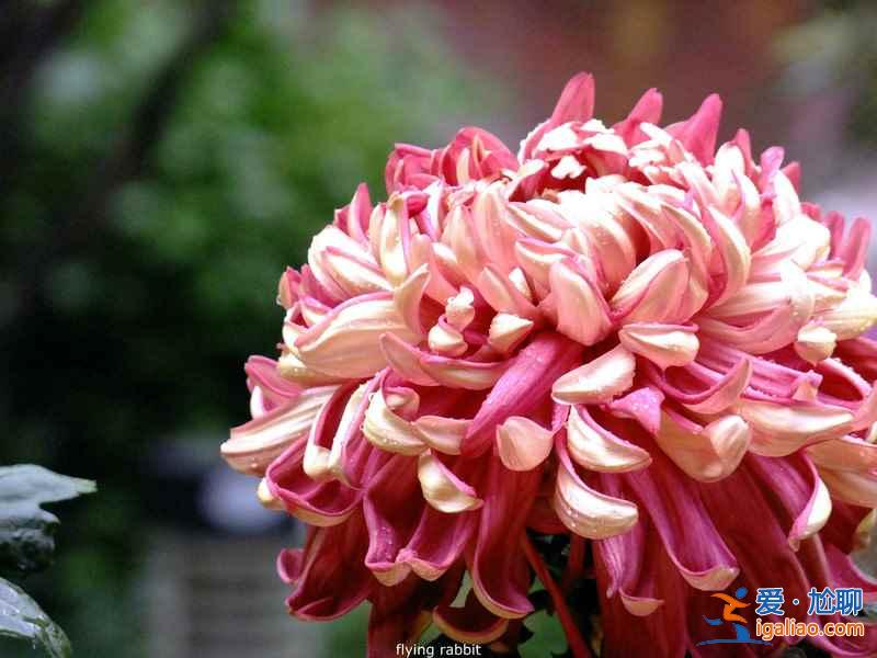 长沙植物园门票，2017长沙植物园樱花好看么？