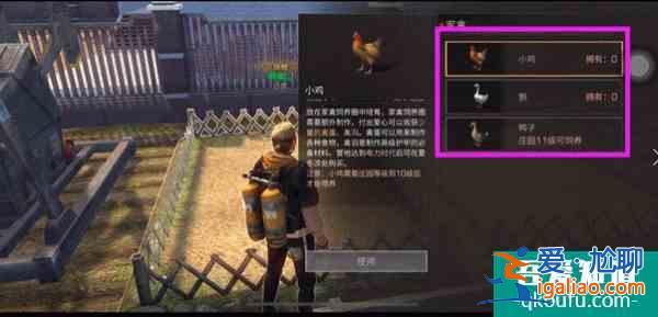 明日之后手游家禽怎么养？