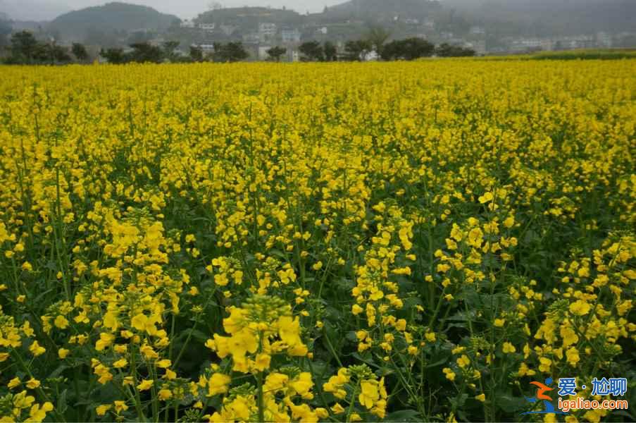 贵州油菜花景点在哪里，贵州5大赏油菜花圣地？