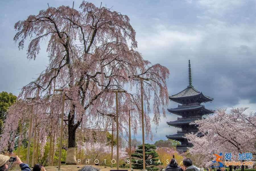 2017日本樱花已经开了，你造吗？？