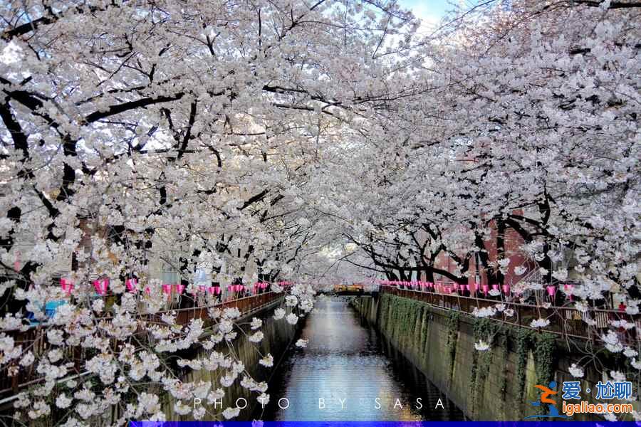 2017日本樱花已经开了，你造吗？？