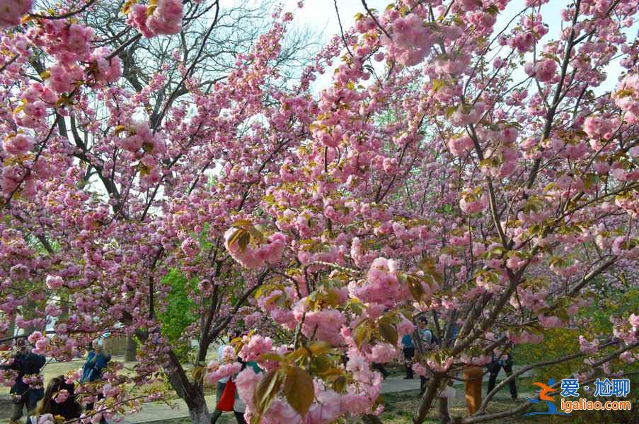 上海樱花林地址—门票,2017上海松江樱花林怎么去? 上海樱花林地址—门票,2017上海松江樱花林怎么去?