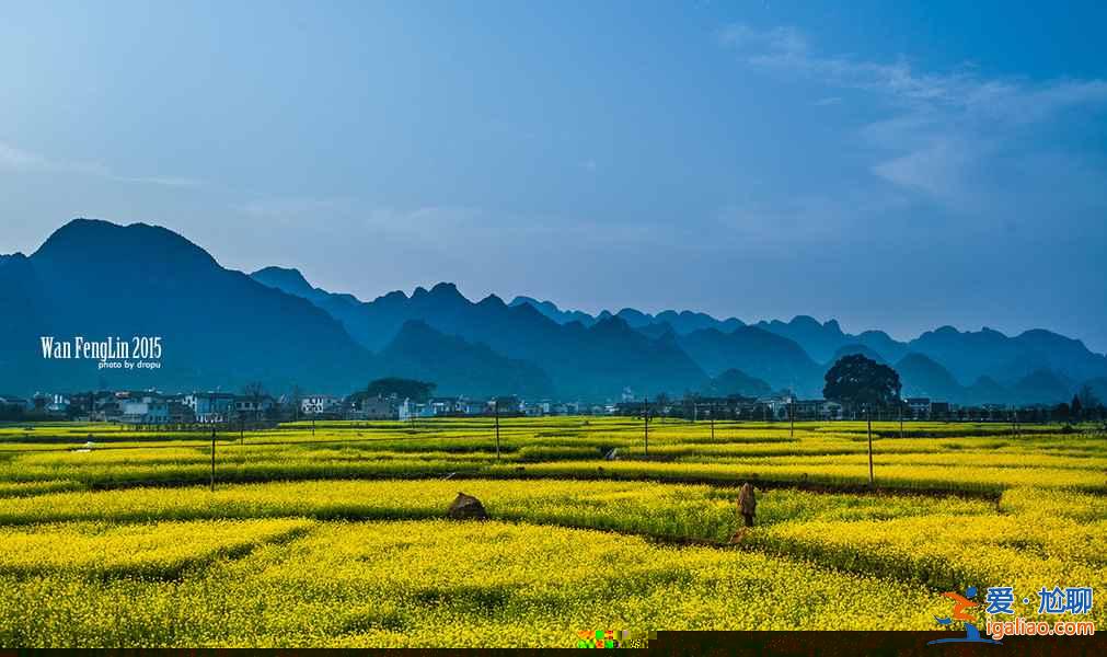 贵州油菜花景点在哪里，贵州5大赏油菜花圣地？