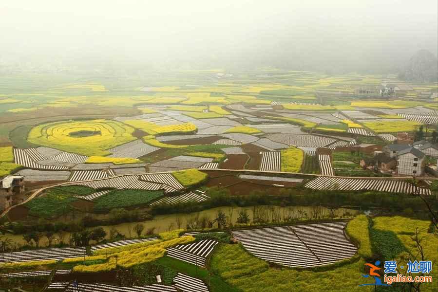 贵州油菜花景点在哪里，贵州5大赏油菜花圣地？
