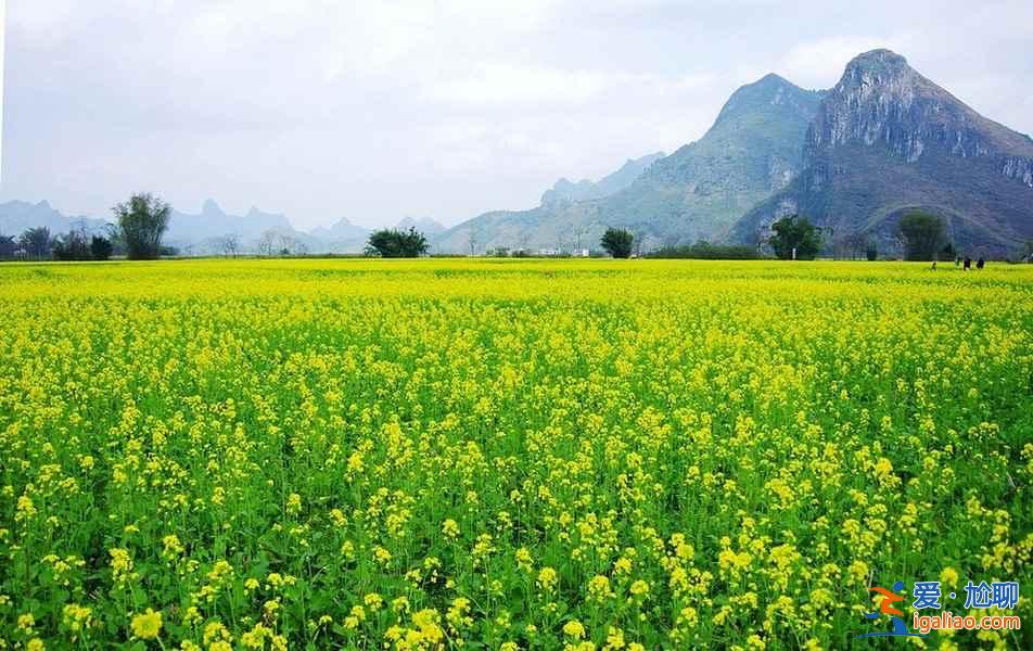 中国赏油菜花地图，赴一场花田盛宴！？