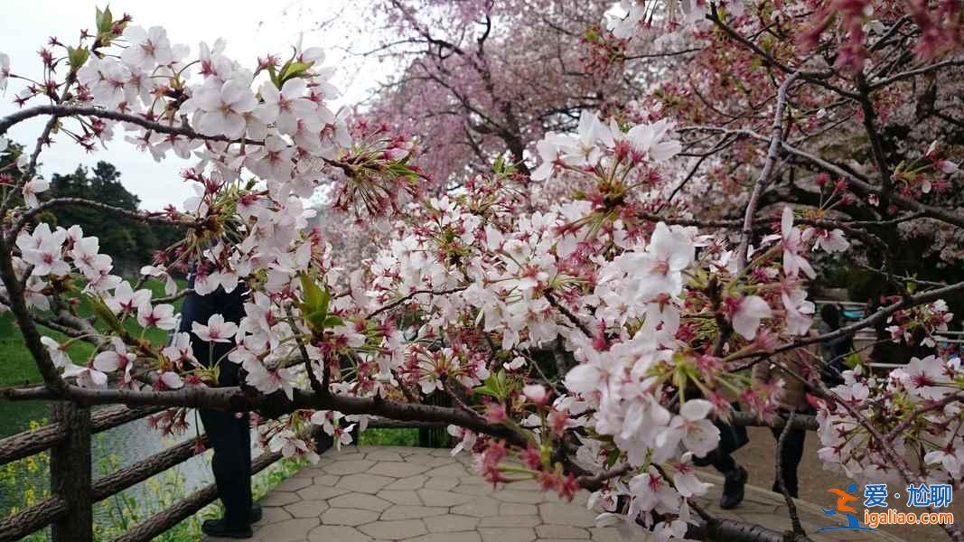 【东京樱花什么时候开】2017东京樱花花期+观赏地+交通指南？