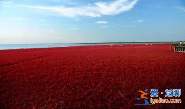 中国最美六大沼泽湿地，为沼泽正名！？