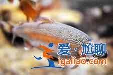 清蒸虹鳟鱼的做法？
