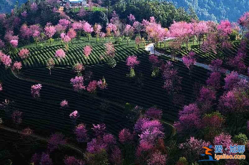 中国有个地方，樱花开的比日本还早！？