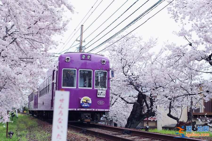 【岚山樱花隧道在哪】岚山樱花隧道怎么坐车，与岚山小火车有什么差别？