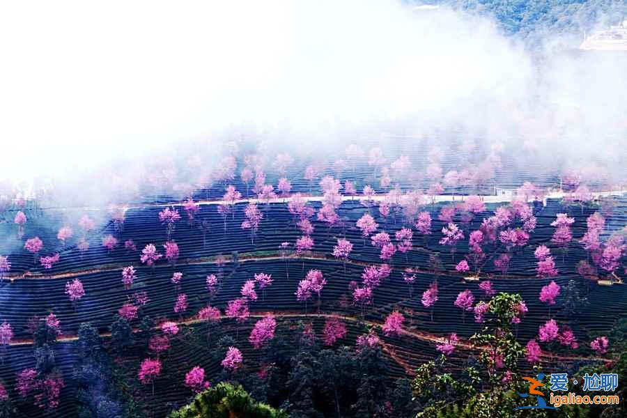 中国有个地方，樱花开的比日本还早！？