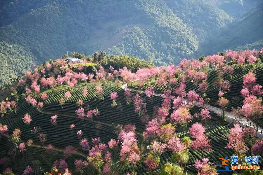 中国有个地方，樱花开的比日本还早！？