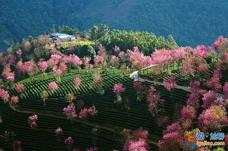 中国有个地方，樱花开的比日本还早！？
