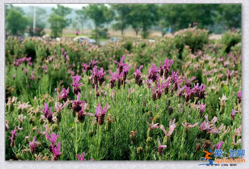 2018南京薰衣草庄园什么时候开花，南京薰衣草庄园花期？