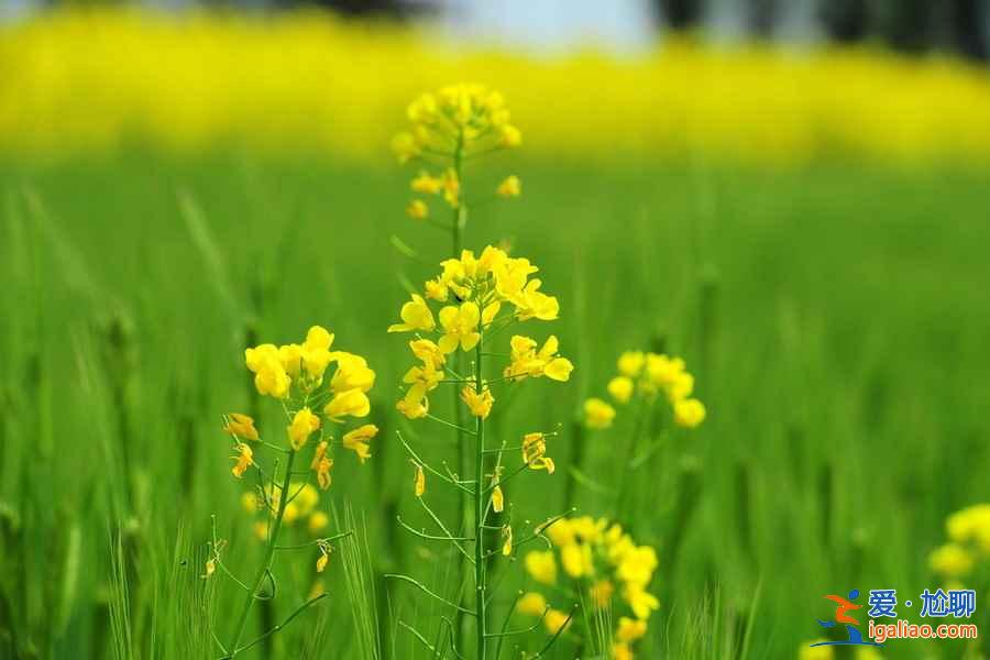 【去哪里看油菜花】2018去哪里看油菜花，国内油菜花观赏地大全？