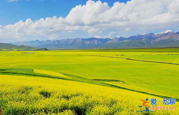 【去哪里看油菜花】2018去哪里看油菜花,国内油菜花观赏地大全? 【去哪里看油菜花】2018去哪里看油菜花,国内油菜花观赏地大全?