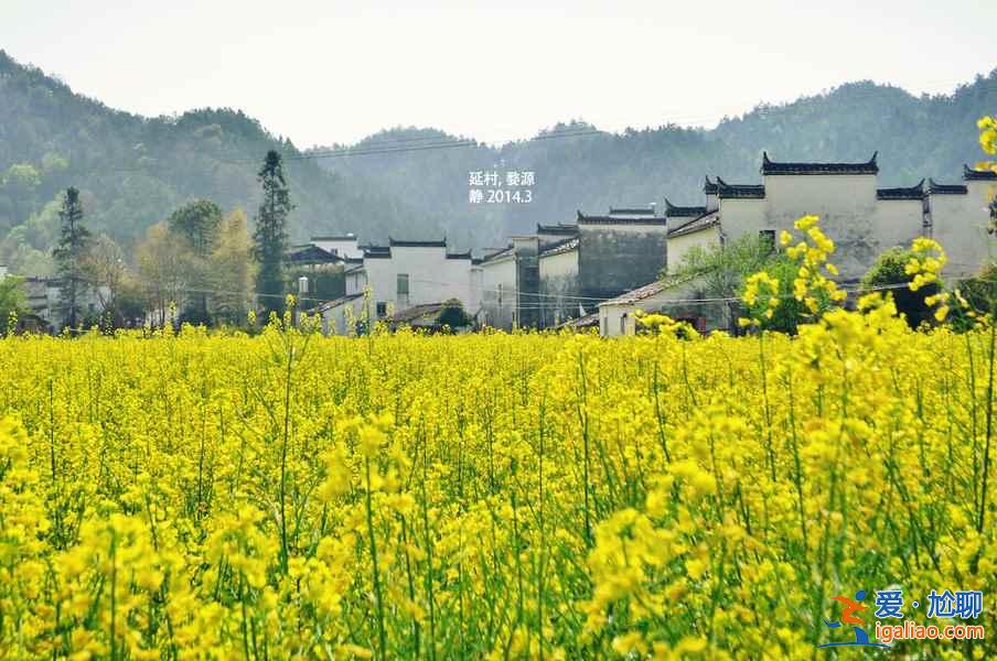 【去哪里看油菜花】2018去哪里看油菜花，国内油菜花观赏地大全？