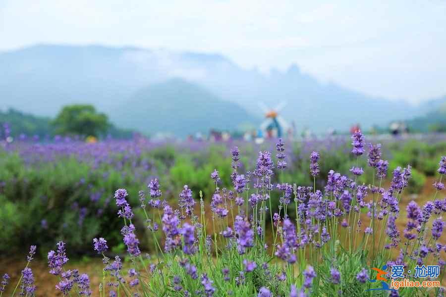 仙居薰衣草地址，仙居薰衣草怎么去，仙居薰衣草在哪？