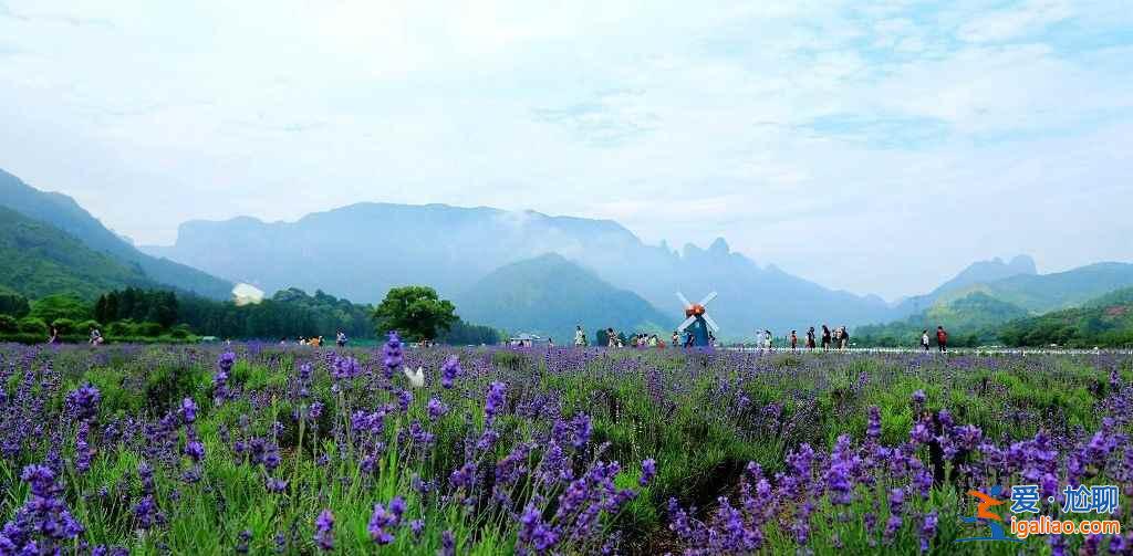 仙居薰衣草地址，仙居薰衣草怎么去，仙居薰衣草在哪？