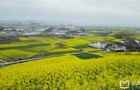 2018全国最全油菜花时间表,油菜花开放时间? 2018全国最全油菜花时间表,油菜花开放时间?
