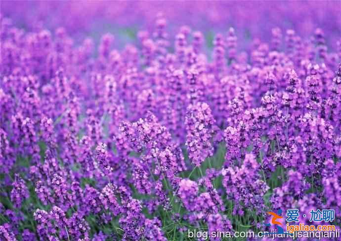 北京去哪里看薰衣草，2018北京看薰衣草地方推荐？