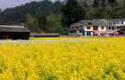 2018全国最全油菜花时间表,油菜花开放时间? 2018全国最全油菜花时间表,油菜花开放时间?