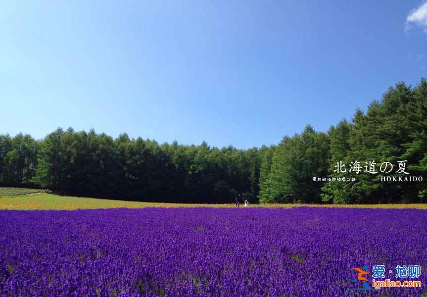 北海道薰衣草花期，2018日本北海道薰衣草最晚开到什么时候？
