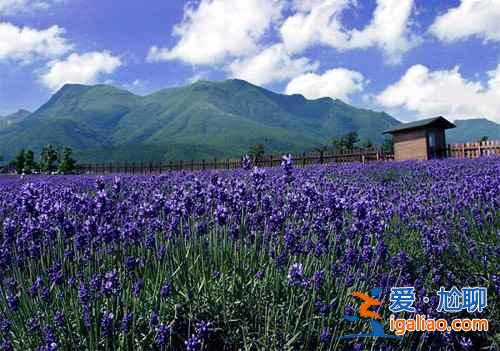 南京薰衣草庄园门票价格，2018南京薰衣草庄园门票多少钱？
