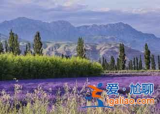 6月，这里就是中国的普罗旺斯，美哭了！？