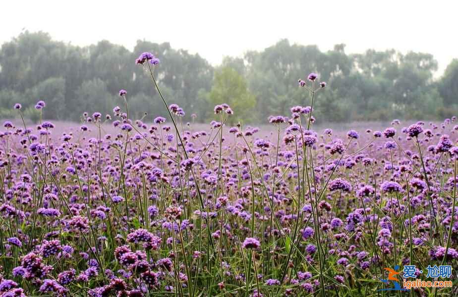 北海道薰衣草花期，2018日本北海道薰衣草最晚开到什么时候？