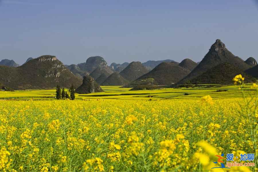 2018云南罗平油菜花节，什么时候去罗平旅游好？