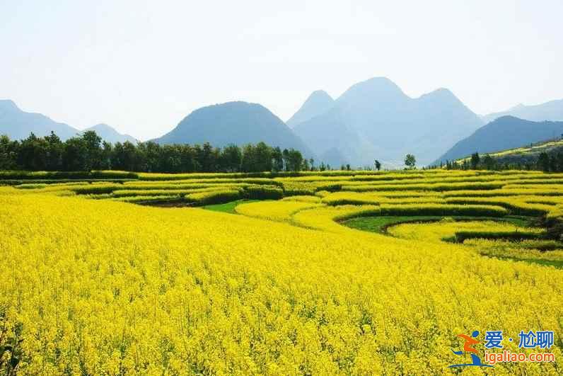 2018云南罗平油菜花节，什么时候去罗平旅游好？