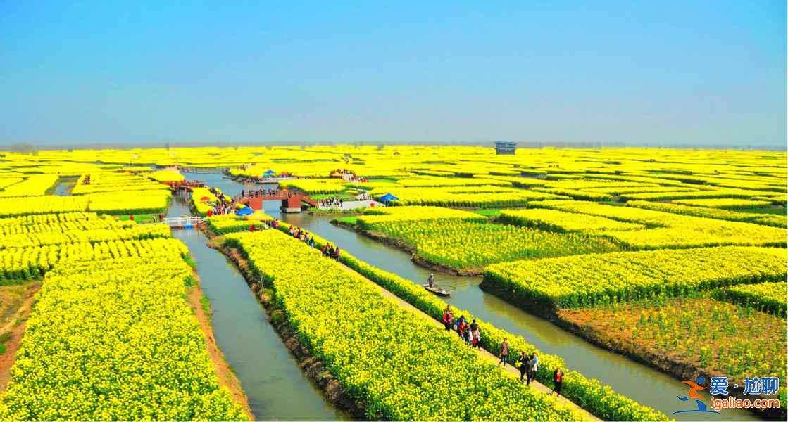 看油菜花海，来这里就对了！？