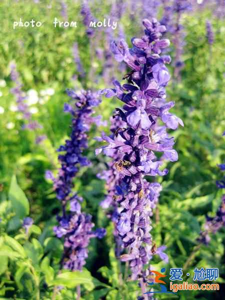 【厦门哪里有薰衣草】2018厦门环岛路薰衣草地址、门票及交通指南？