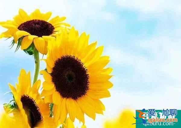 去做试管婴儿：增强卵巢功能、提高获卵率？